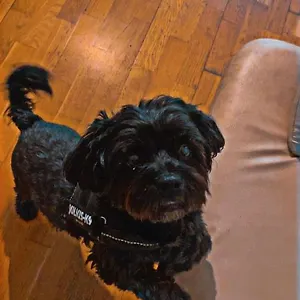 Black Dog Albergue